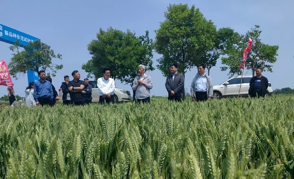 许为钢院士调研指导唐河小麦生产 农高种业共话助力粮食安全